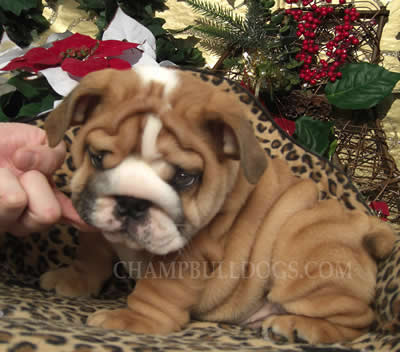 cute English Bulldogs picture